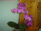 poze 682