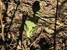 Paulownia tomentosa ,inceputuri 10 04 2012