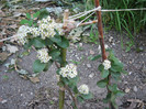 Aronia melanocarpa nero a inflorit,26 04 2012