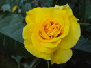 Friesia- da