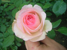 eden rose 2