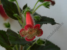 NEW - Kohleria Lima
