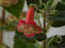 New - Kohleria Lima