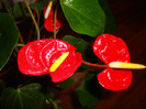 are 6 flori