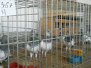 DSCN4320