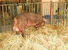 DSCN4358
