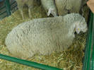 DSCN4373
