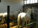 DSCN4402