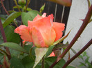 Rose Artistry (2012, May 18)