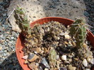 Opuntia arenaria