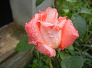 Rose Artistry (2012, May 19)