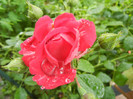 Rose Blaze (2012, May 23)