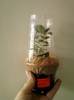 kalanchoe alba