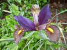 Iris Eye of the Tiger (2012, May 19)