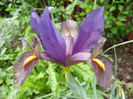 Iris Eye of the Tiger (2012, May 20)