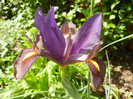 Iris Eye of the Tiger (2012, May 21)