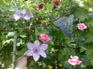 Hagley Hybrid