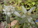 Leontopodium alpinum (2012, May 23)