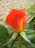 Rose Monica (2012, May 18)