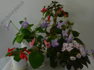 Gesneriaceae