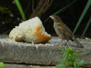 DSCN5571