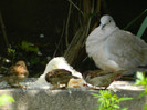DSCN5572