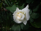 IMGP1895