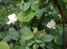 IMGP1898