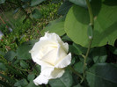 IMGP1900