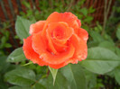 Rose Monica (2012, May 23)