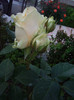 IMGP2106