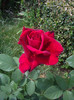 IMGP2115