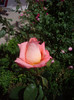 IMGP2125