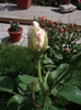 IMGP2128