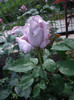 IMGP2133