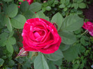 IMGP2138