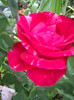 IMGP2141