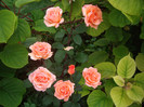 IMGP2142