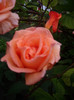 IMGP2145