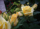 IMGP2150
