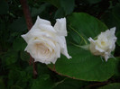 IMGP2152