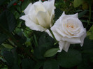 IMGP2153