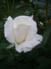 IMGP2154