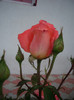 IMGP2157