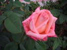 IMGP2158