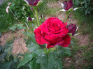IMGP2162