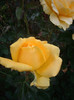IMGP2164