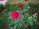 IMGP2166