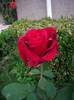 IMGP2168