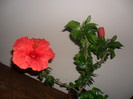 Hibiscus Sunni Cities Bordeaux